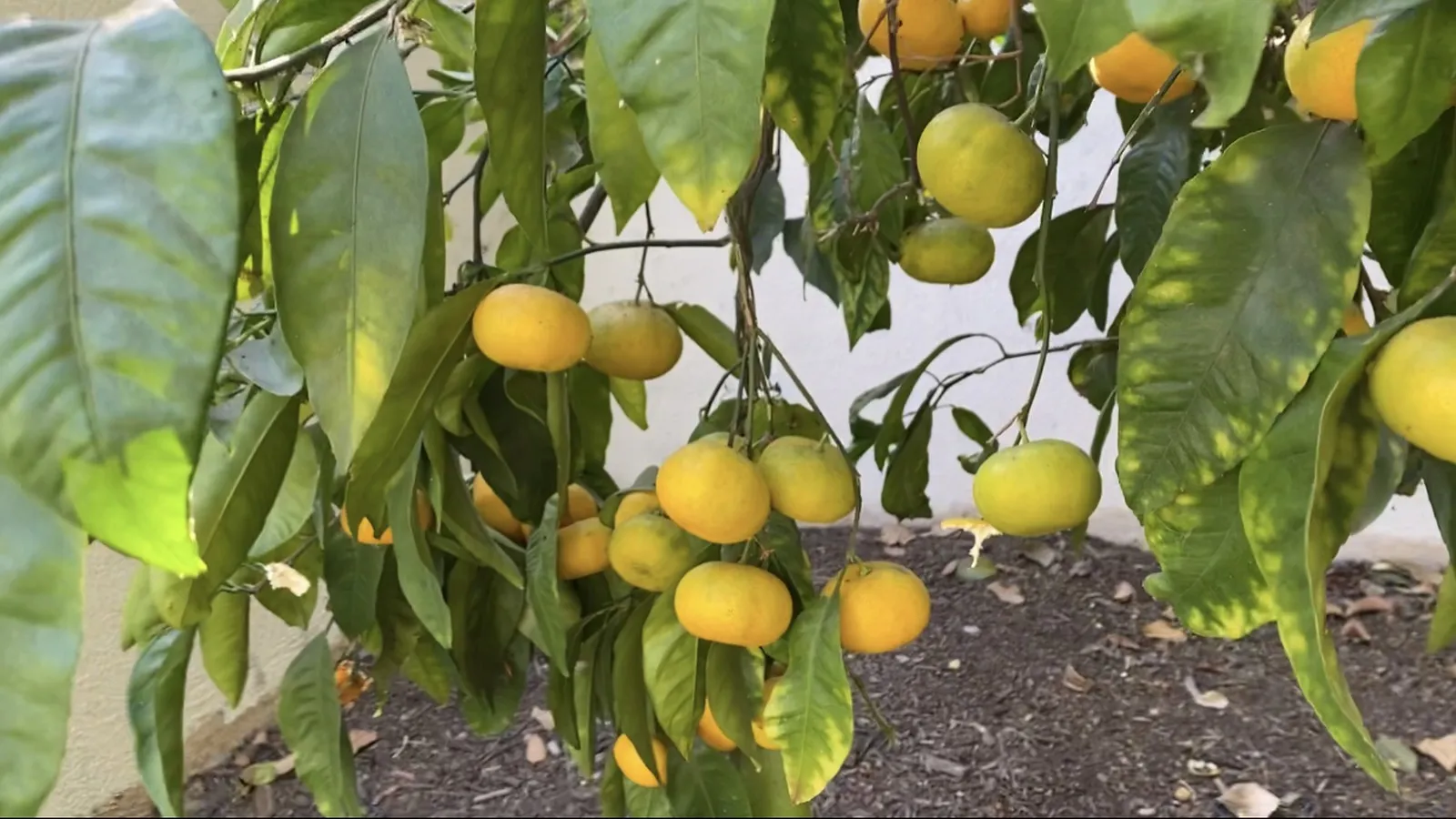 The best mandarin trees for an Australian backyard