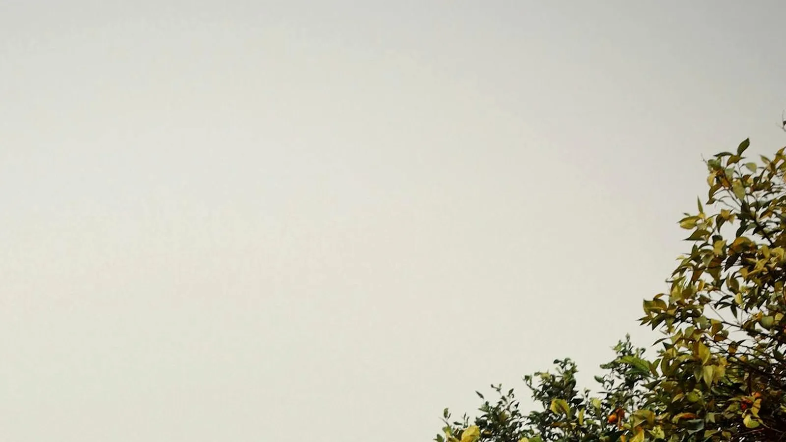 Citrus Australia, the Australian citrus industry peak body