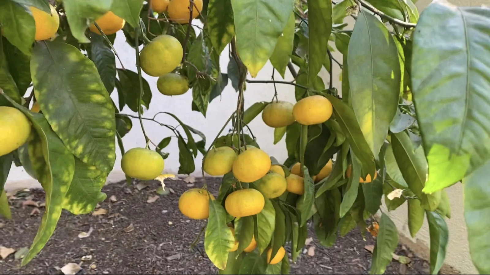 Citrus canker biosecurity in Australia