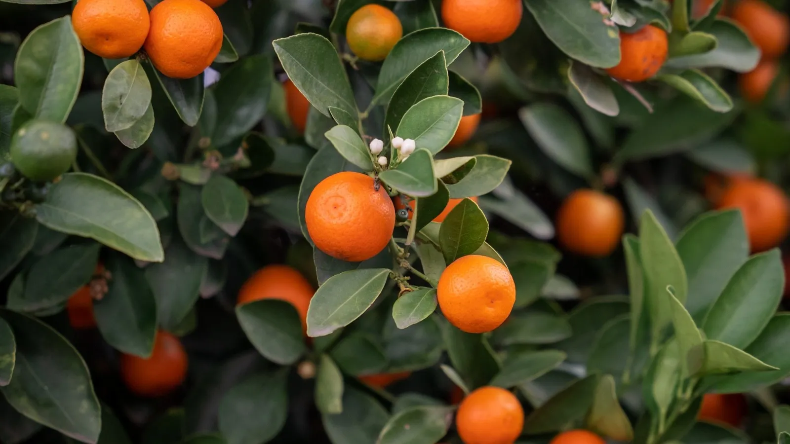 Citrus gall wasp damage on a mandarin tree branch in Australia