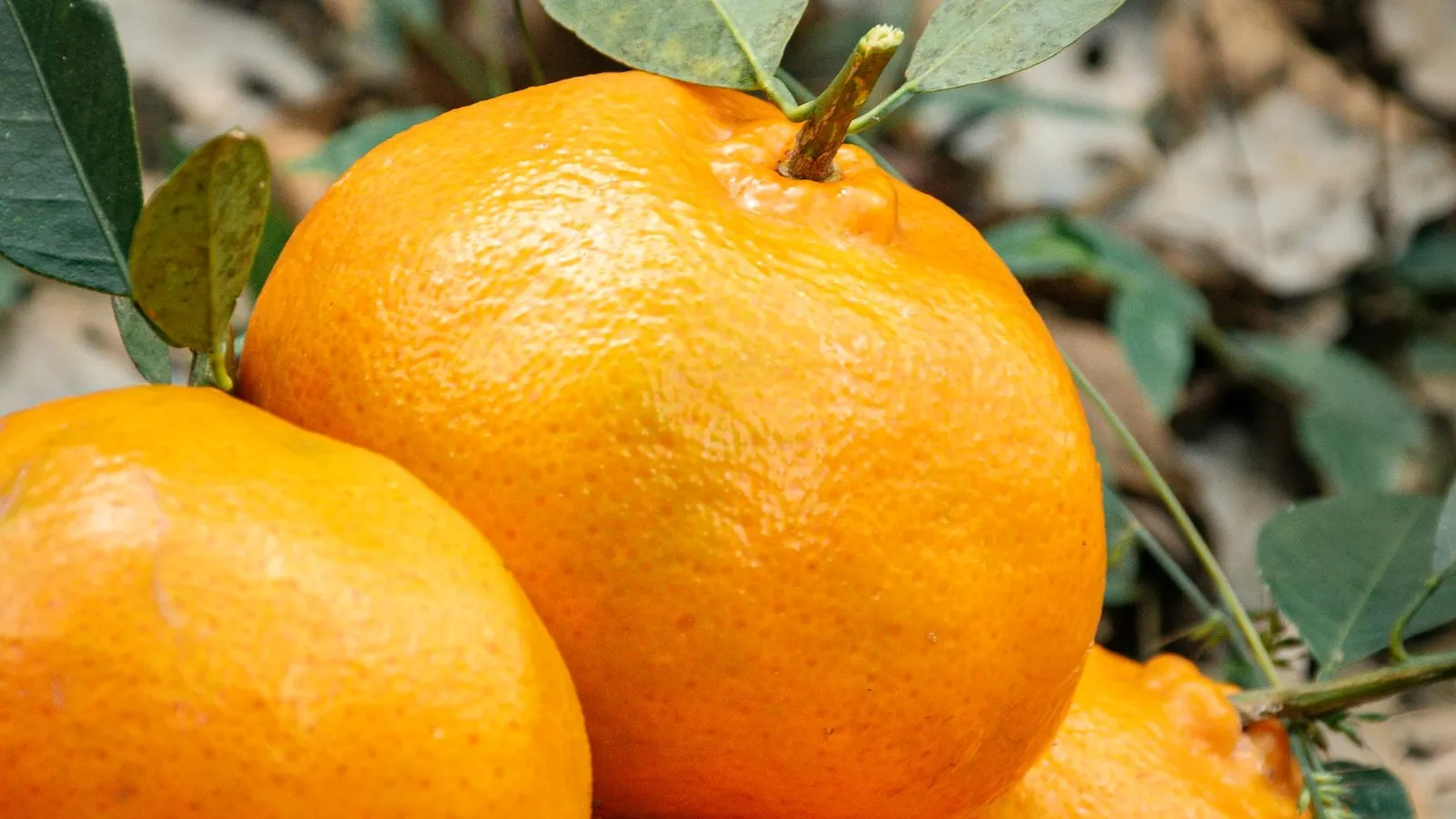 A short history of citrus in Australia from the First Fleet