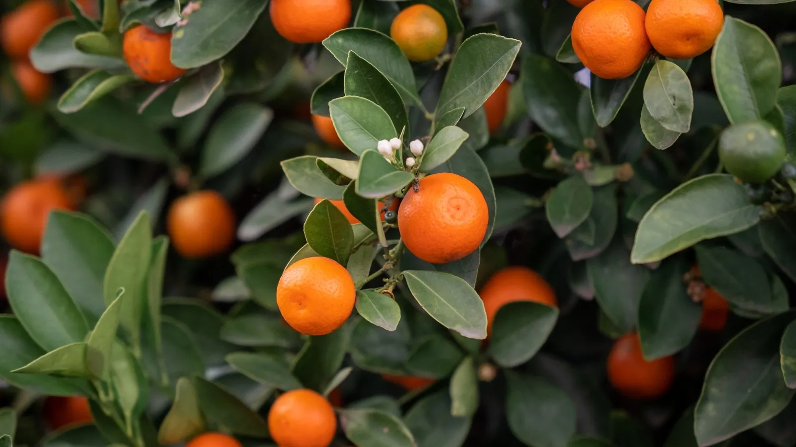 Citrus leaf miner damage on new mandarin leaves in Australia