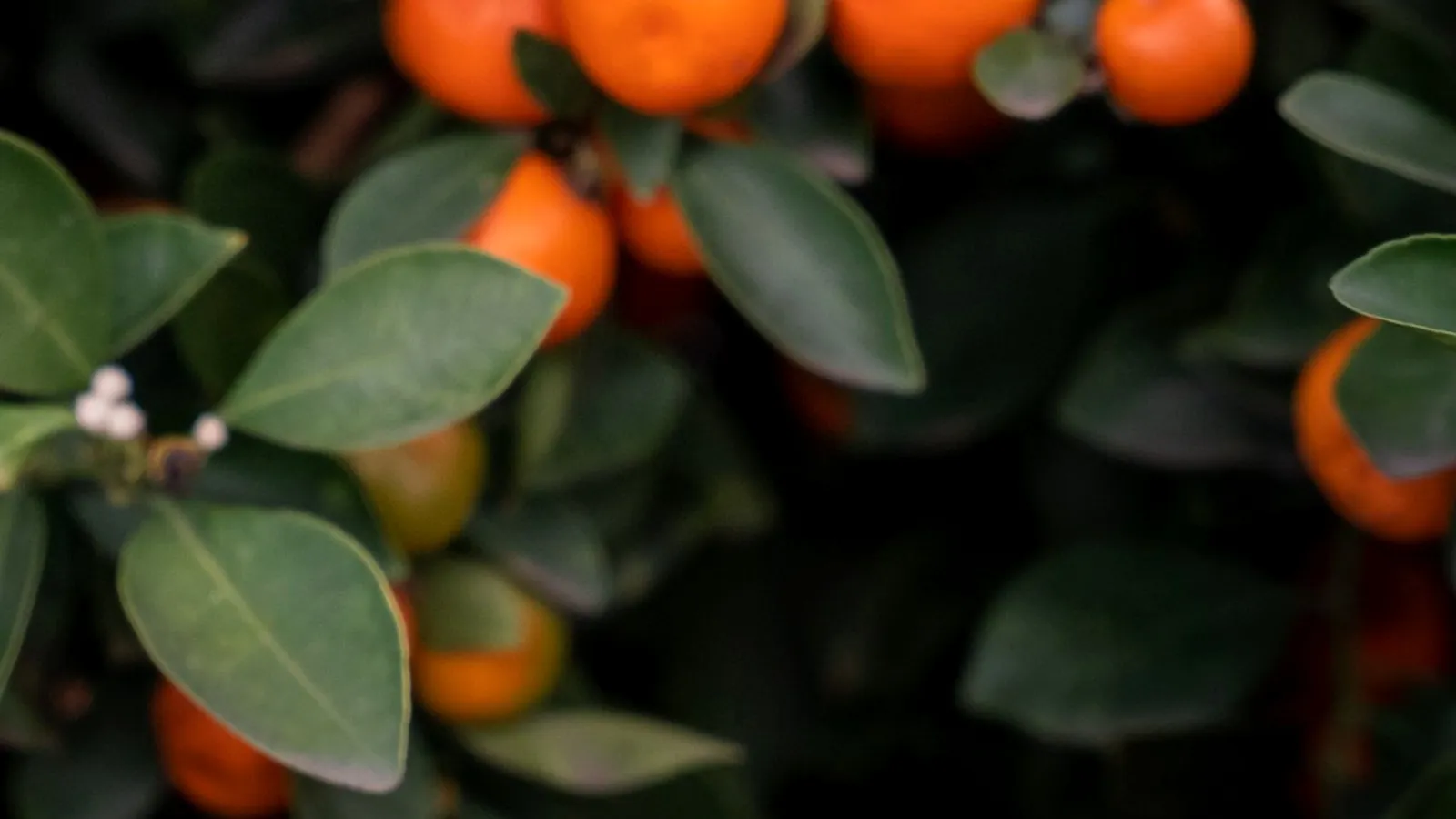 Citrus rootstocks used for Australian mandarin trees