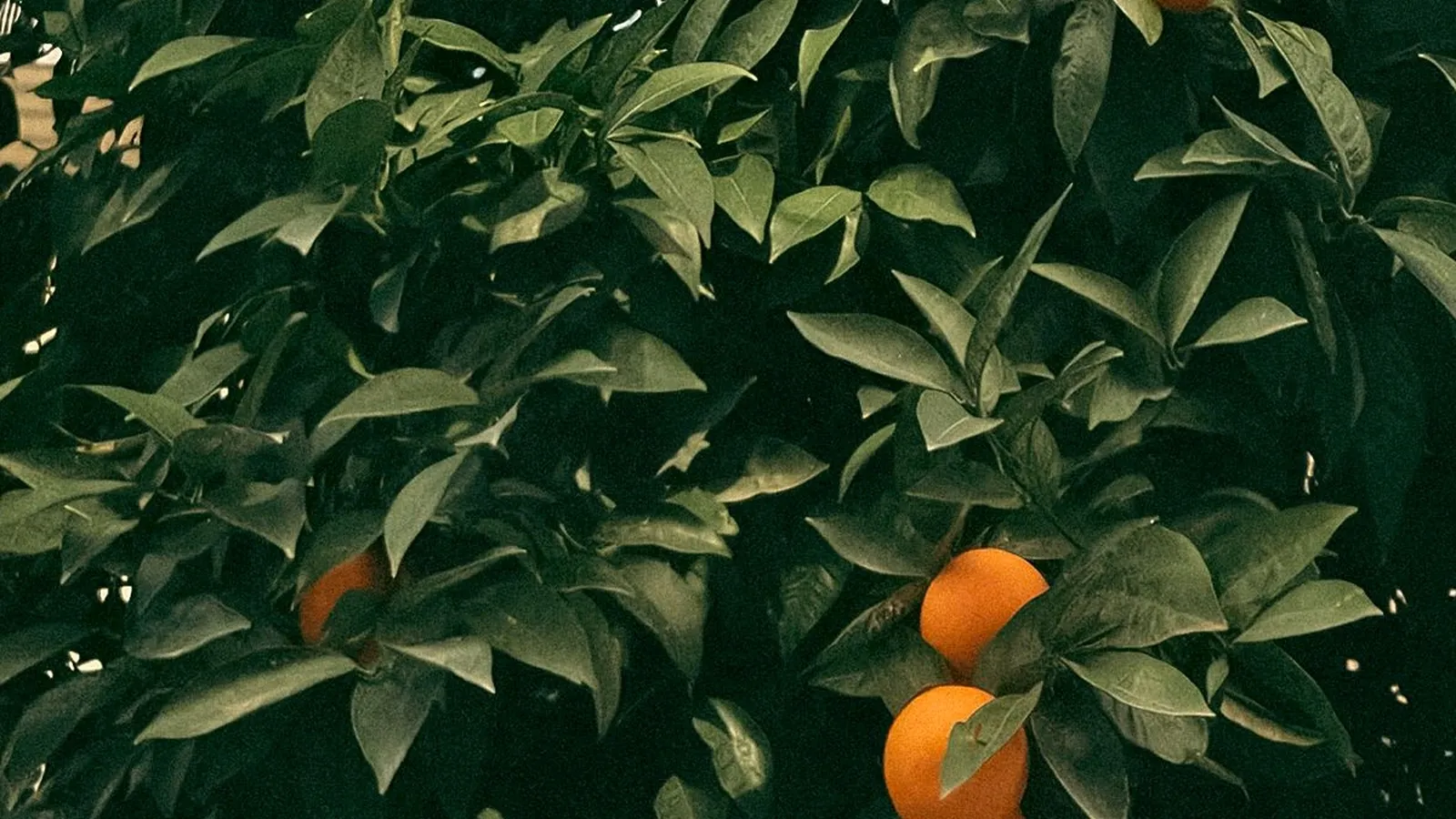 Fertilising a mandarin tree in an Australian garden