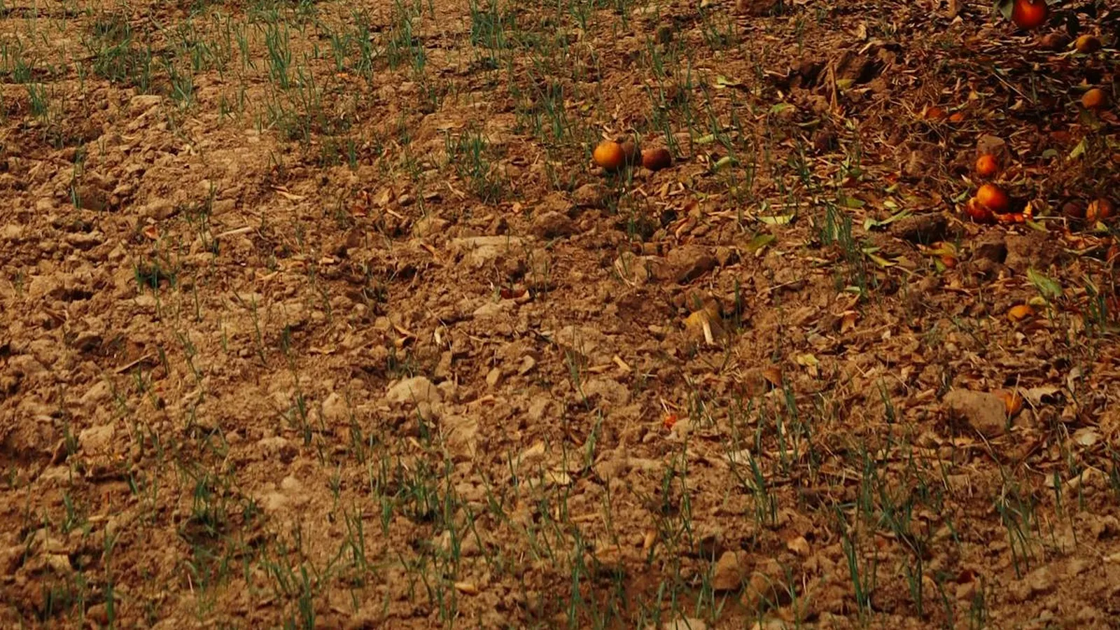 Gayndah and Mundubbera, Queensland's Central Burnett mandarin region