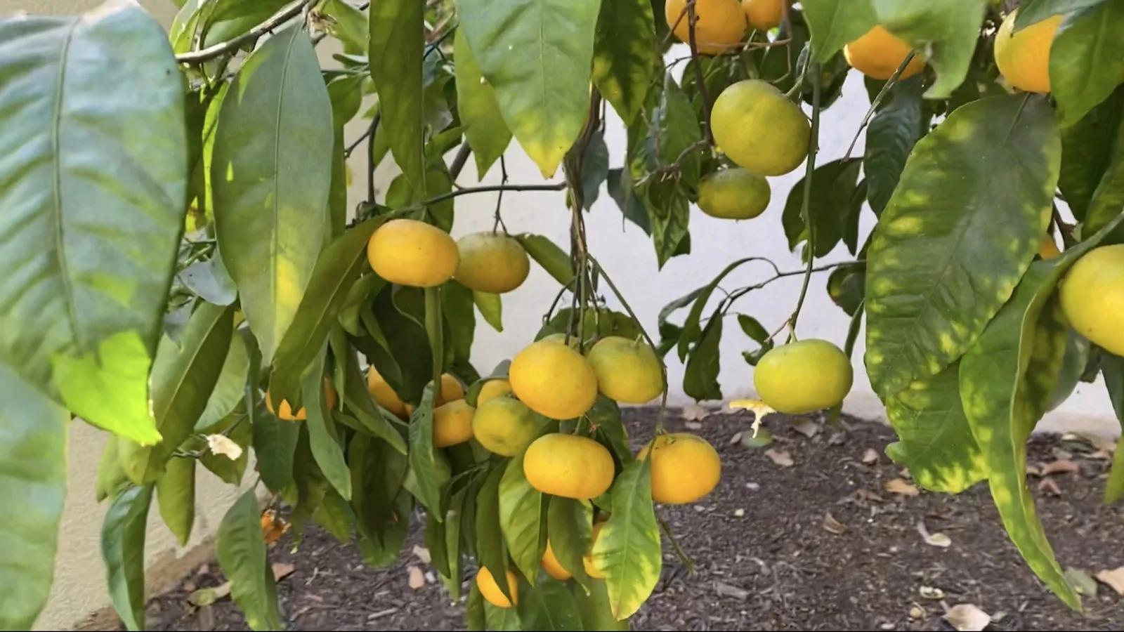 A young mandarin tree from seed in Australia