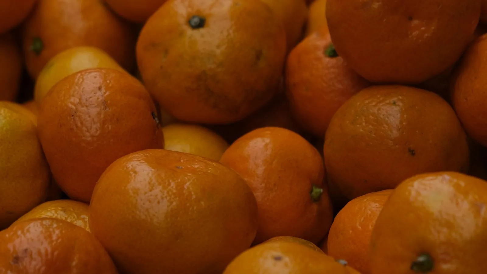 Bright orange Imperial mandarin, the early Australian season variety from Emu Plains, NSW
