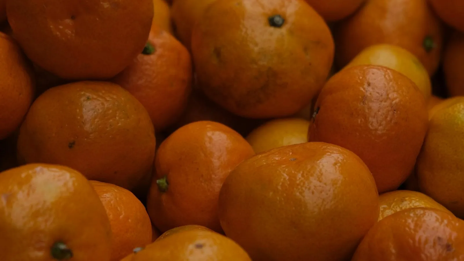 Imperial mandarin compared with Honey Murcott mandarin