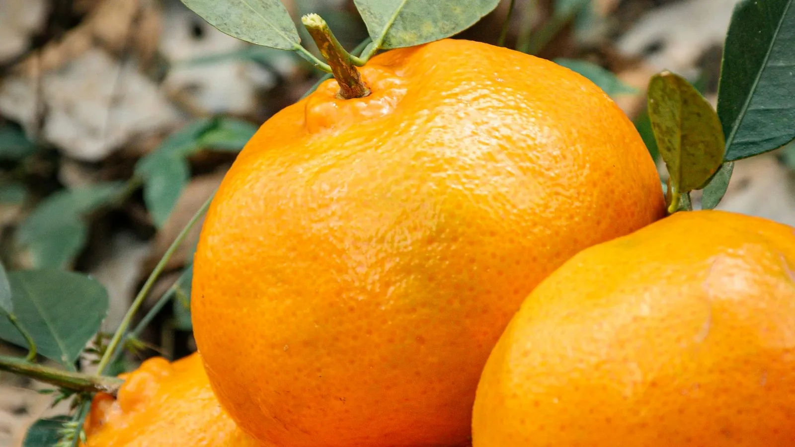 Mandarins for Lunar New Year in Australia