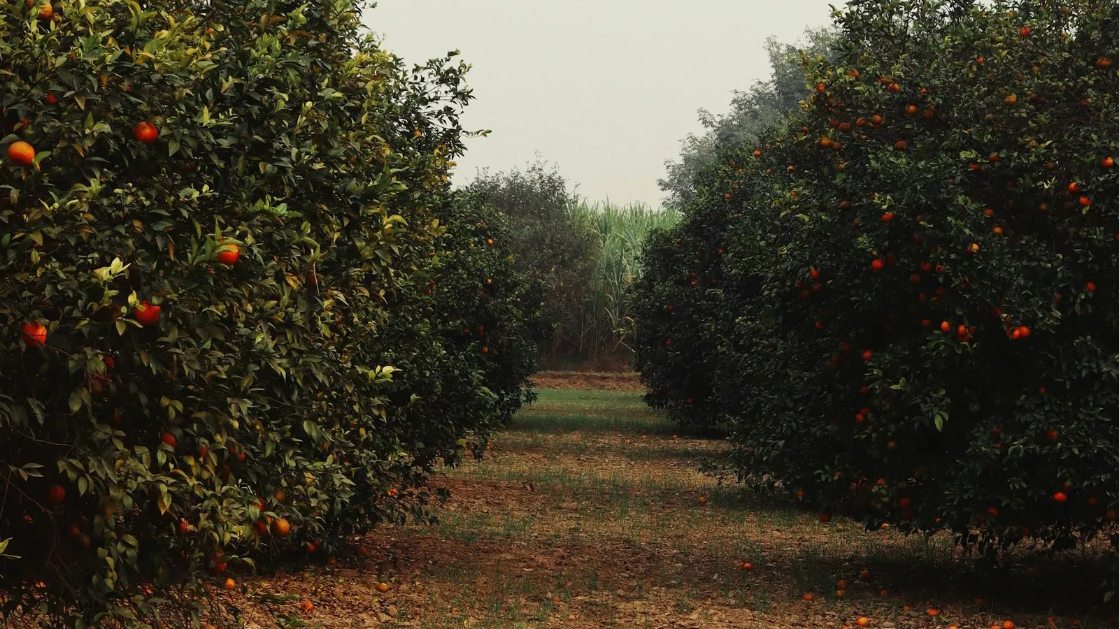 Australian mandarin exports to Asia