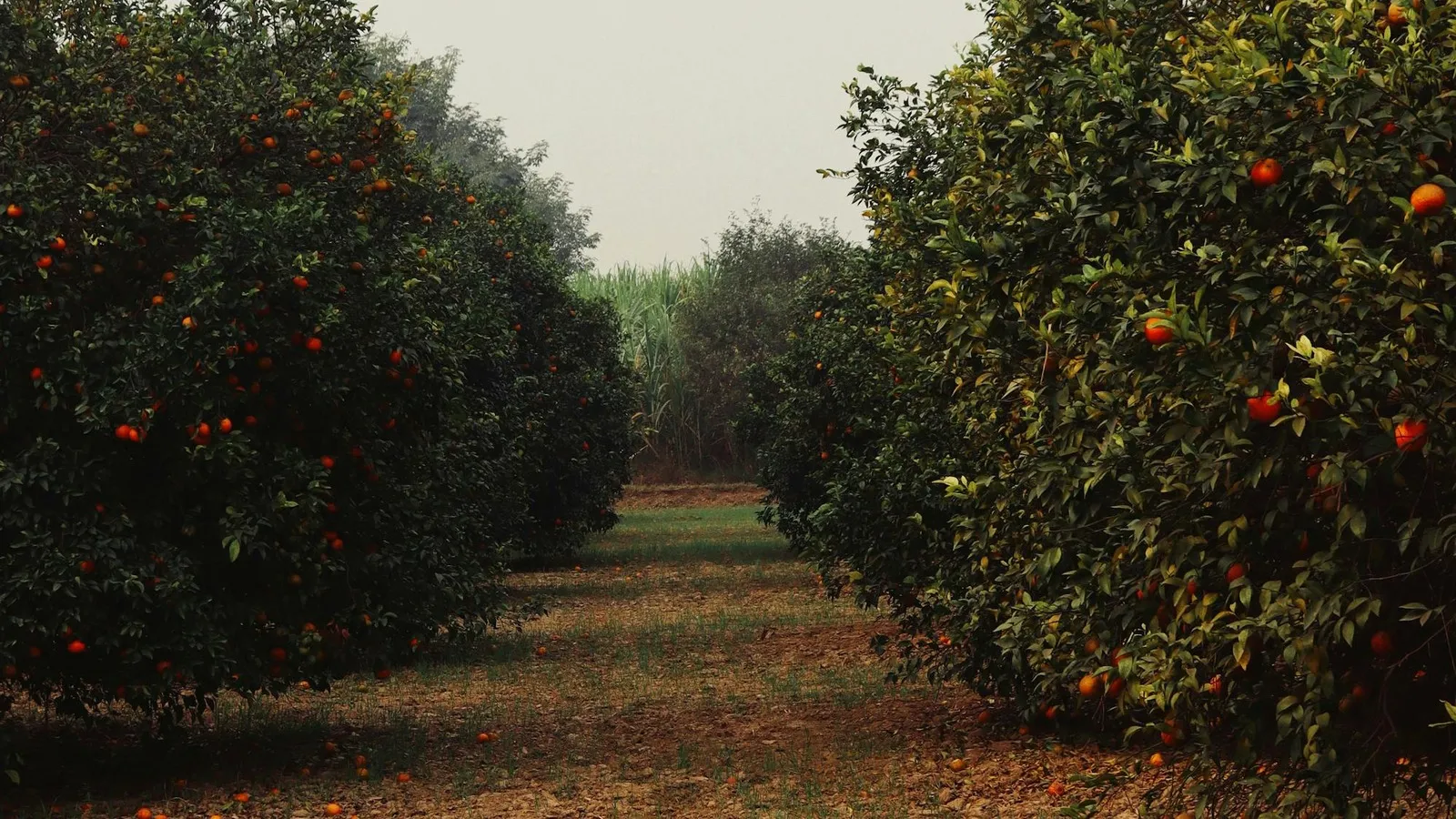 Australian mandarin growing regions: Central Burnett, Riverland, Sunraysia, Carnarvon