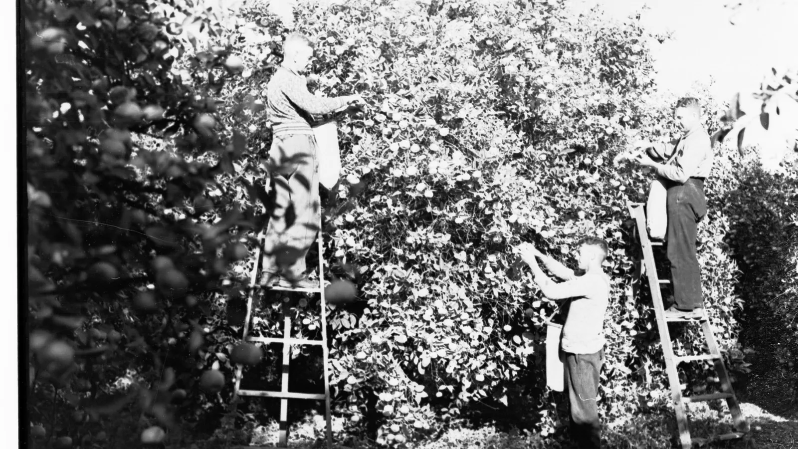 Workers picking mandarins during an Australian citrus harvest