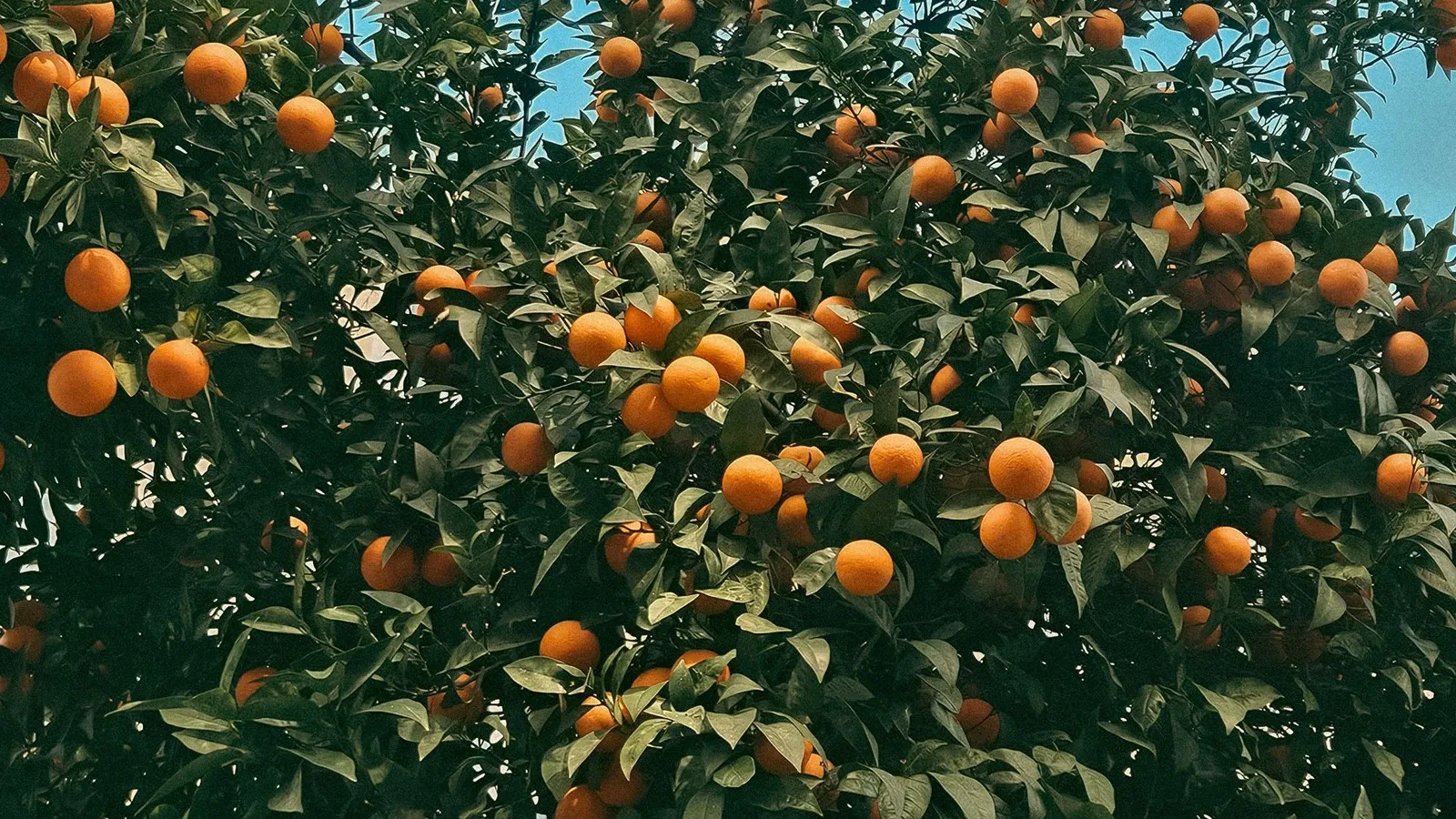 Caring for a mandarin tree in an Australian garden