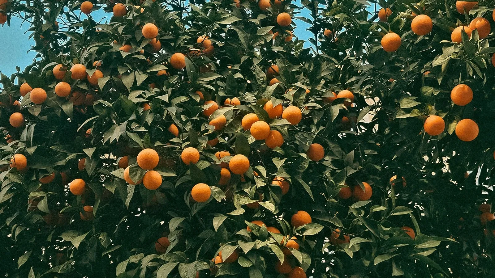 A mandarin tree with sparse fruit in Australia