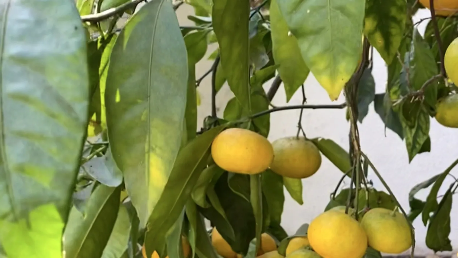 Yellowing leaves on an Australian mandarin tree