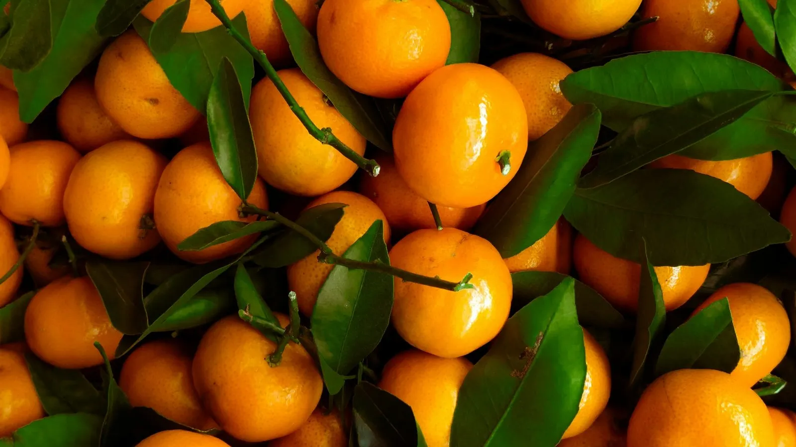 Satsuma mandarin with leaves still attached, a cold-hardy backyard variety