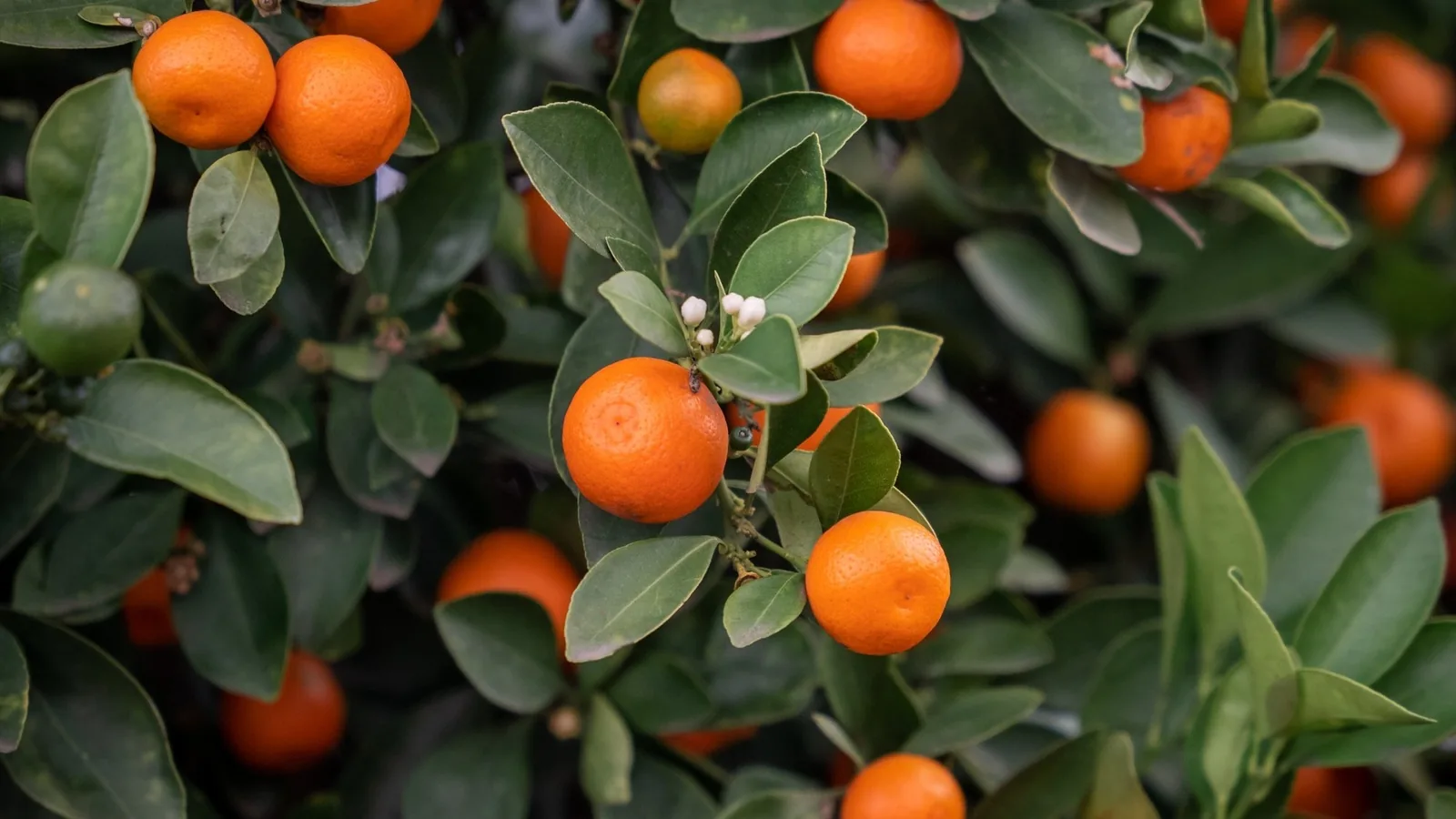 Growing Mandarins at Home