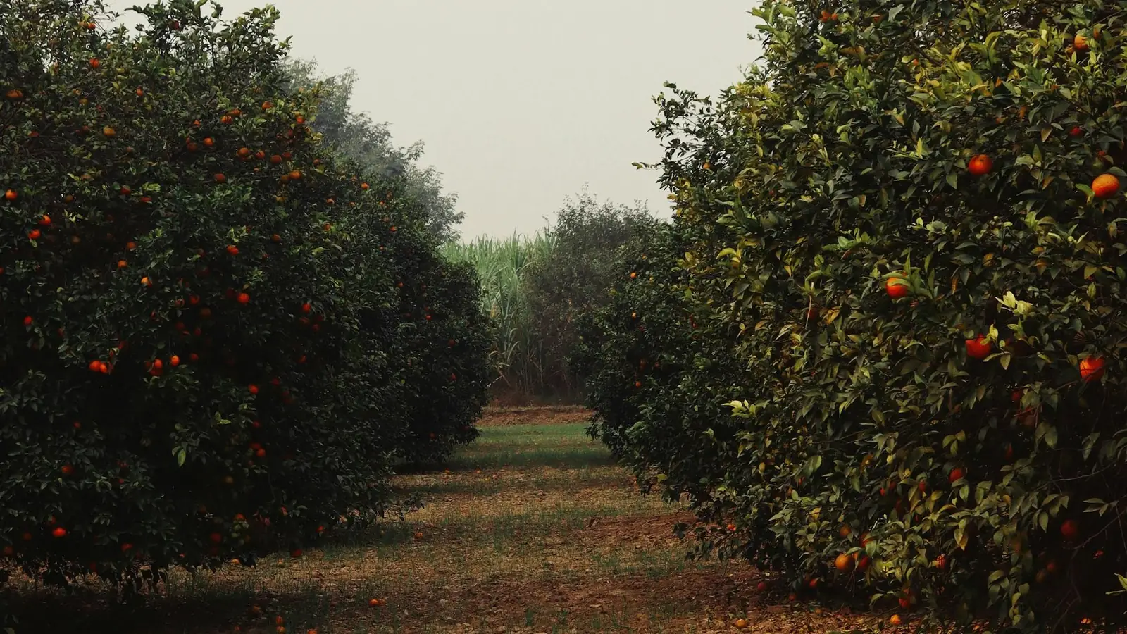 The Australian Mandarin Industry